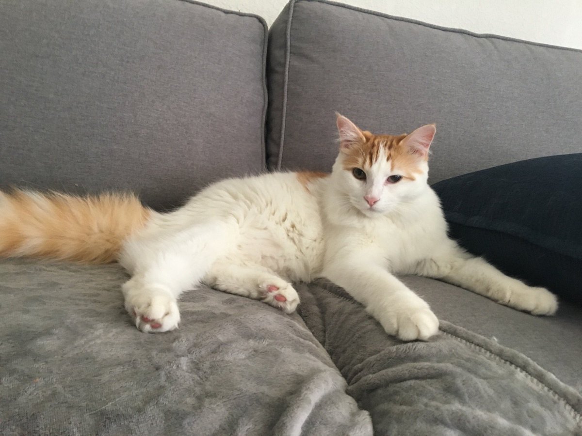 wooley_bear's tweet photo. @NoLostPetsMC My cat got out on 5/25 from the Phoenix Deer Valley Area. He's over a year old, white w/ orange tabby spots, long hair https://t.co/sk9AhDWBqM