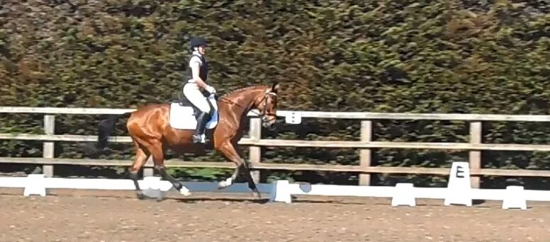 Favourite screenshots taken from yesterday's #Dressage test videos 😍