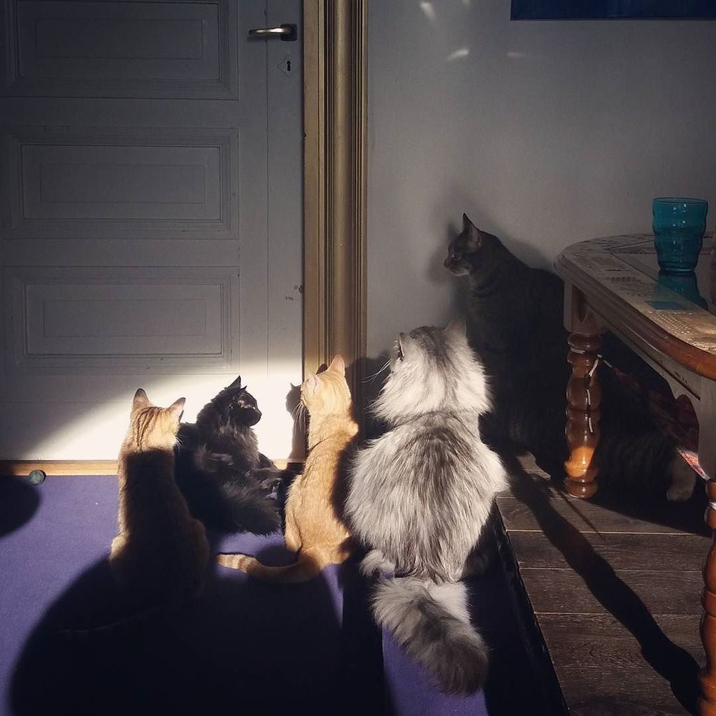 Purnauskis's tweet photo. Hmm. Dinnertime or revolution? 🤔😼 #paronivonkermuli #pikinelli #viiru #micu #evo #hugo #kissakahvila #catcafe #pur… https://t.co/KCI7Yi2wx2 https://t.co/n074nAVrOt