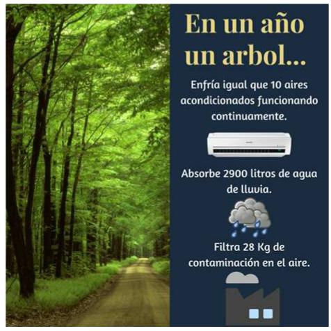 ecosolutionsO2's tweet image. Adopta un Árbol,aporta Donando Oxigeno.El planeta te escucha