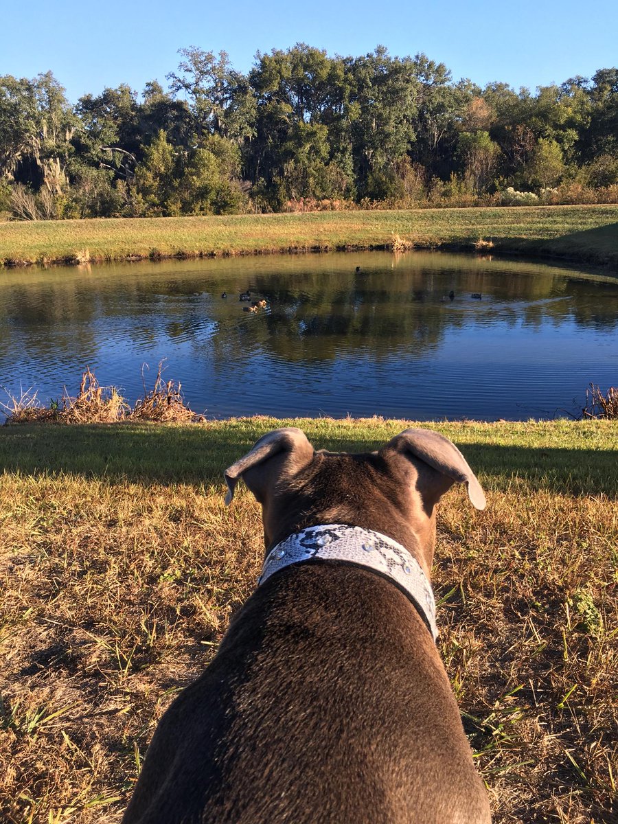 i love the outdoors on Cesar Millan On Twitter I Love Spending Time In The Great Outdoors With Junior He Helps Me Slow Down And See Things From A Dog S Point Of View Https T Co Qxj8aa8f2k