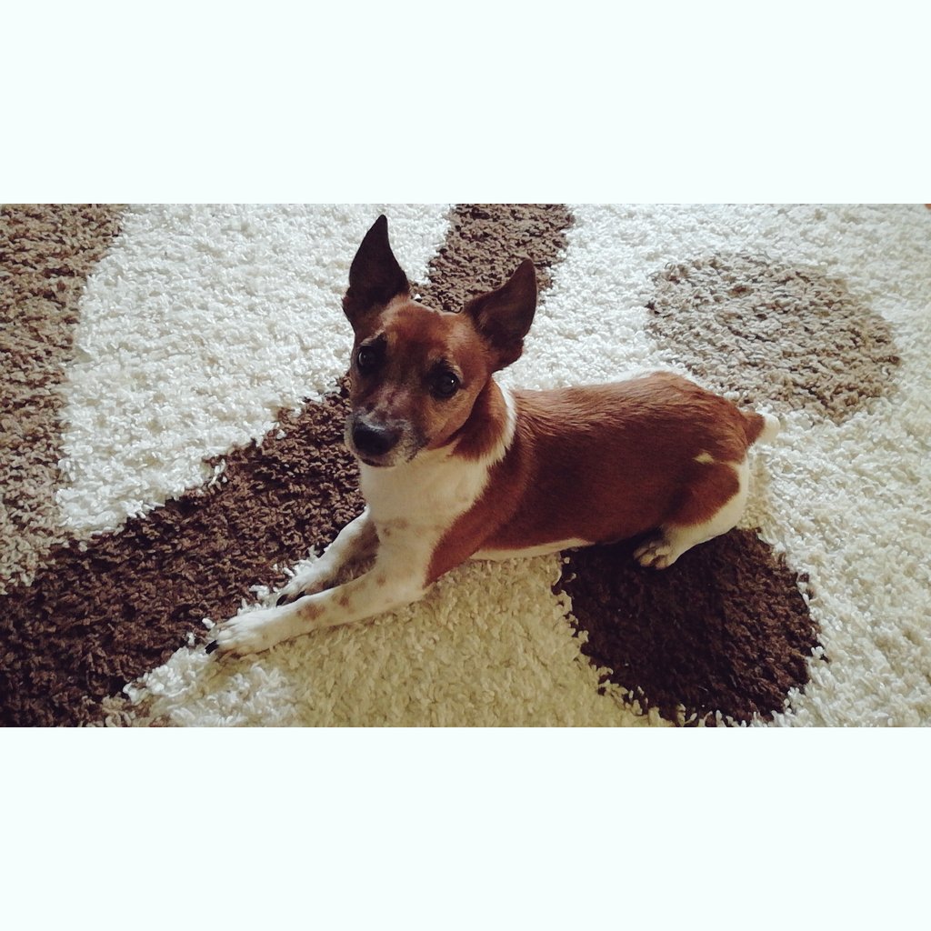 Csenguu05's tweet photo. #mylittledog❤🐕 https://t.co/Y5l5izipZa