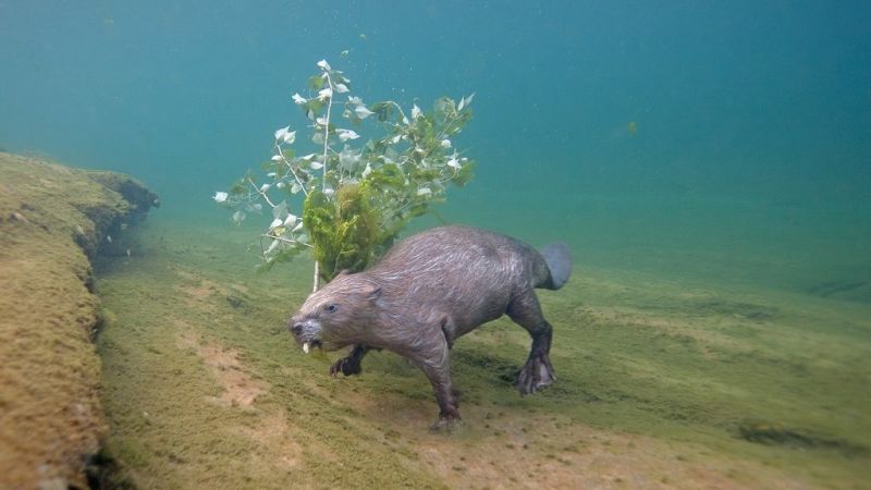 Gizmodo's tweet photo. It took four years of lying on a riverbed for a wildlife photographer to capture this shot. https://t.co/lJHaFMpqhz https://t.co/sFVKJsO9f1