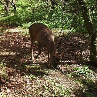 YorkshireDeer's tweet photo. Poor head good body! https://t.co/sJsrCe0bux