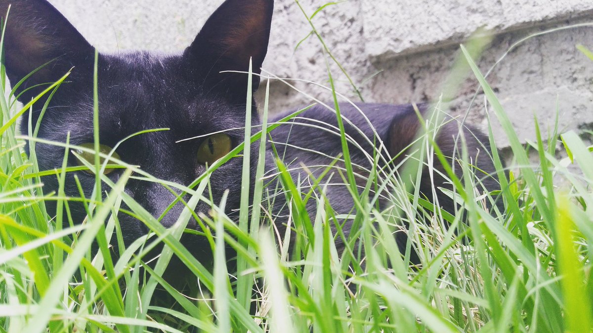 David11458989's tweet photo. Hermosura de gato #bellezanimal https://t.co/iePYoIC4fy