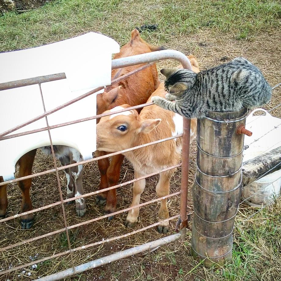 Sonia_NZ's tweet photo. My girl "Willow" loves to watch the calves at feed time. #SuperCute #cat #envy https://t.co/AfkXEkc1y6