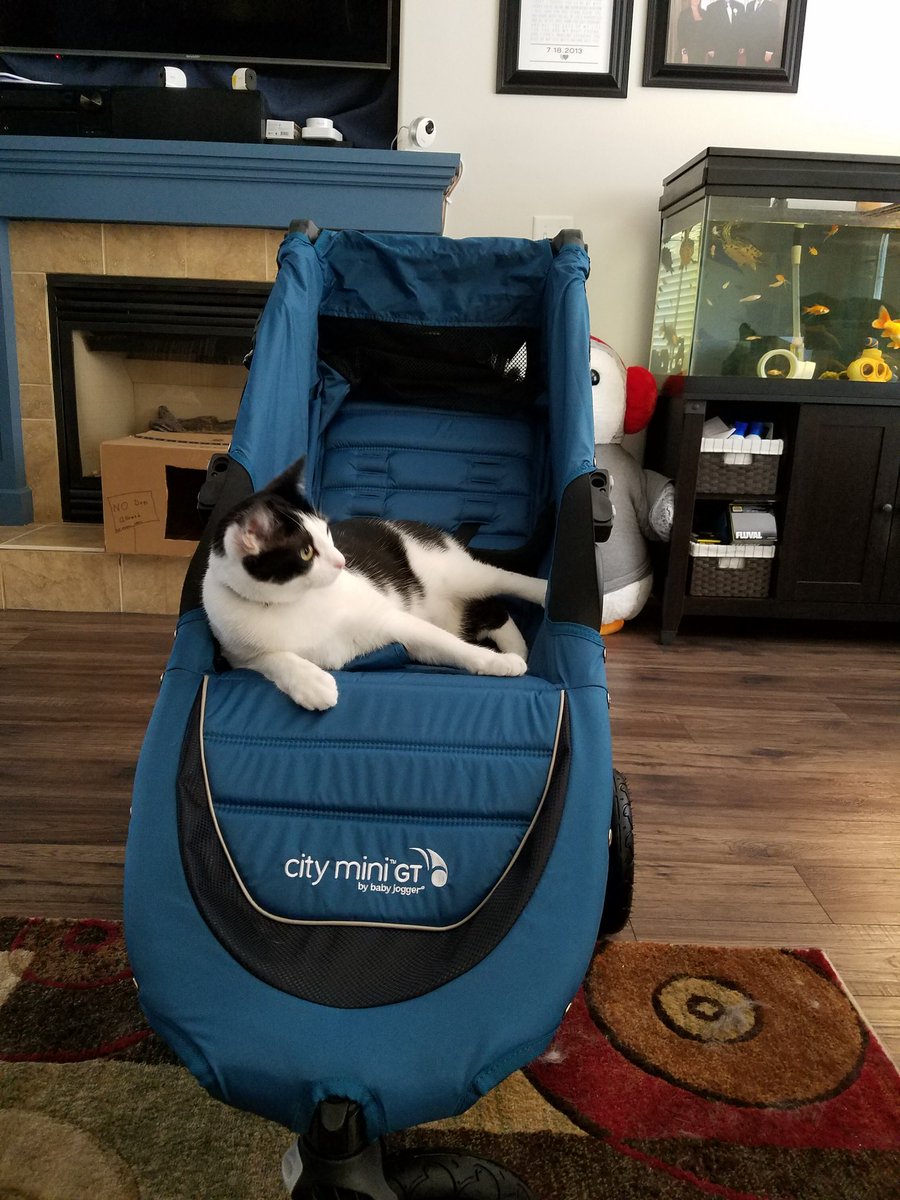 EzioTweets's tweet photo. @x_Th3_Truth_x @McKaysOnPointe I approve of the new cat transportation device. #ItsPurrfect https://t.co/5Dz58oAGrE