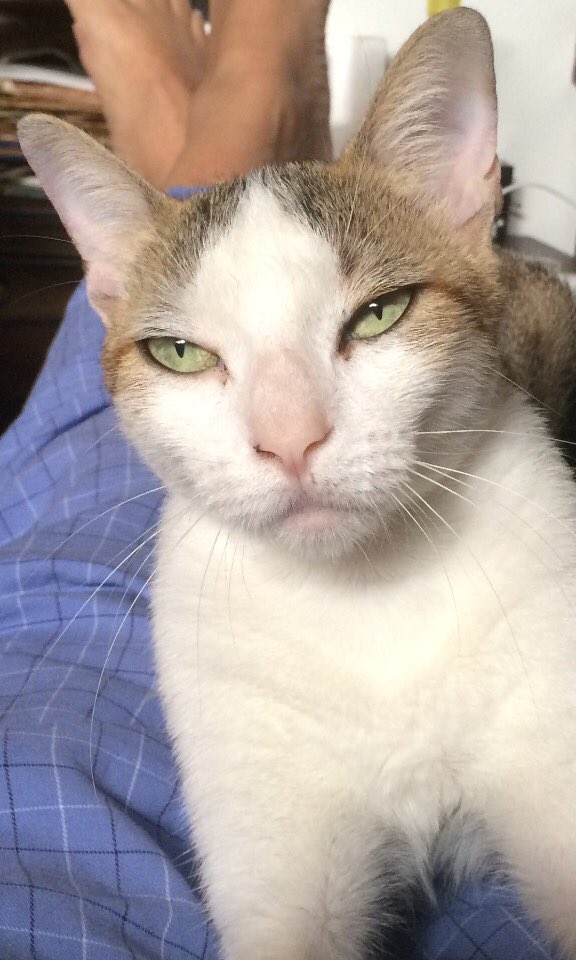 algomez2000's tweet image. CUANDO LLORES POR UN ANIMAL , NO PIENSES QUE ERES DÉBIL , PIENSA EN CUANTA GRANDEZA HAY EN TU ALMA ❤️😻 ! 
#Michica I ❤️ ya !!!