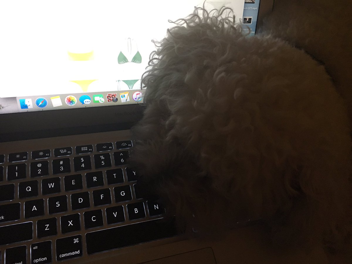 _sunburstkitten's tweet image. last night ko was helping mads and i look for new kinis but a guess he gave up after a while