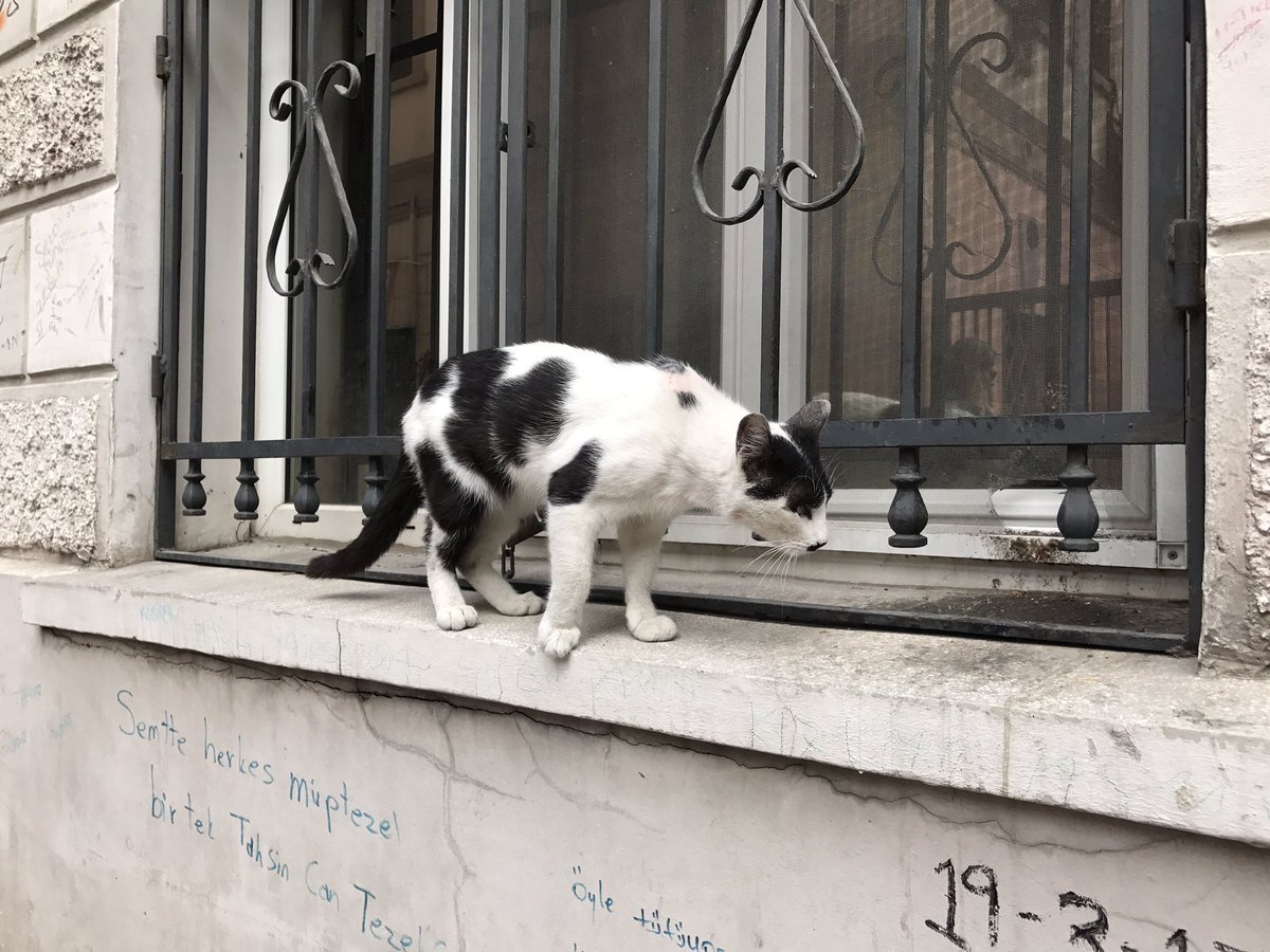 RyanNewYork's tweet photo. Spotted a Hitler cat on the streets of Istanbul today. #HitlerCat https://t.co/ITR4Rp2rZo