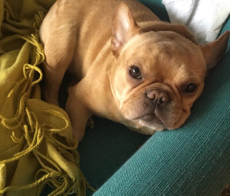 JessBeldon's tweet photo. This face says: Today I've tried to eat a dead cockroach, chewed on a pebble, and ate a good chunk of #bertsbees chapstick. #Frenchies https://t.co/jVgp8IViGd