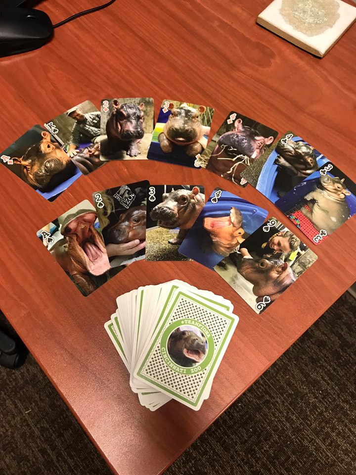 CincinnatiZoo's tweet photo. If you want 52 amazing Fiona images you can now purchase a deck of Fiona playing cards, available in our zoo gift shops. https://t.co/1AXA9TgFJA