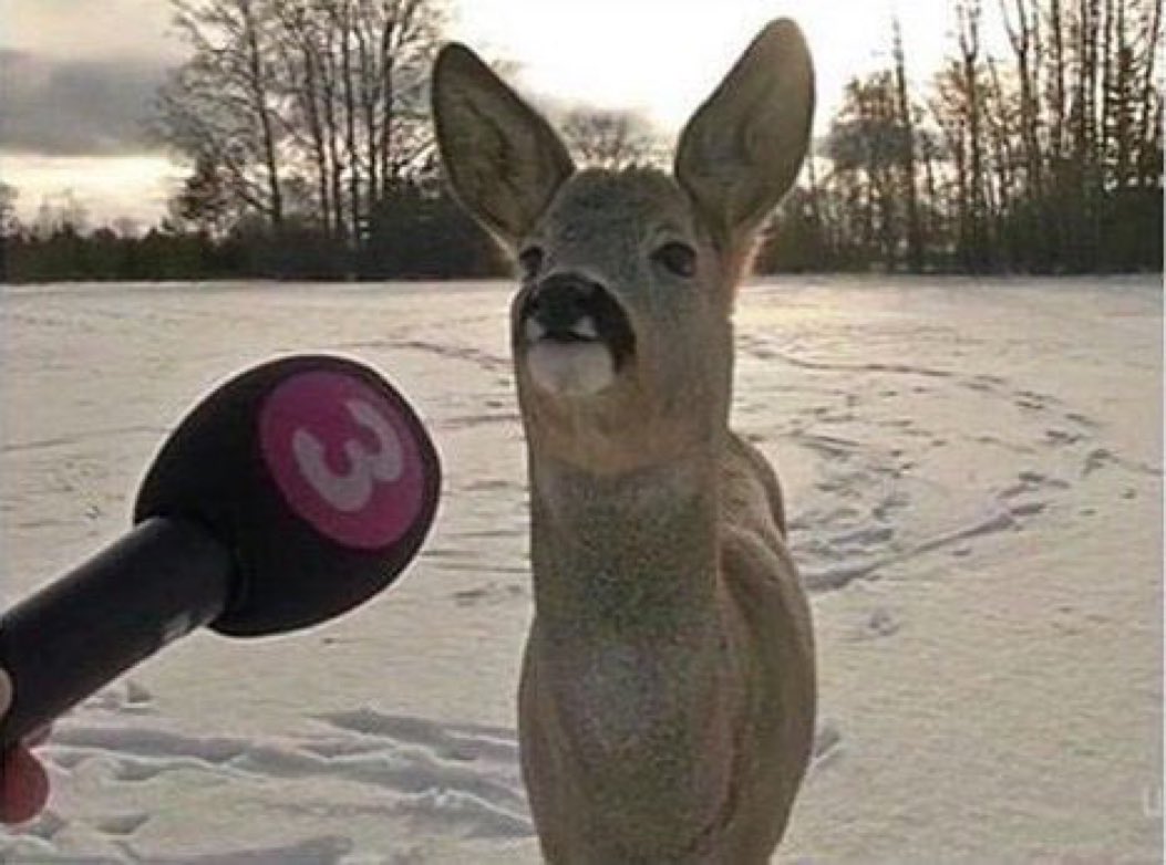 WorIdStarComedy's tweet photo. Reporter: how do you feel about the political turmoil in America right now?
Bambi: where’s my fuckin mom https://t.co/ZaWNf4ZcKy