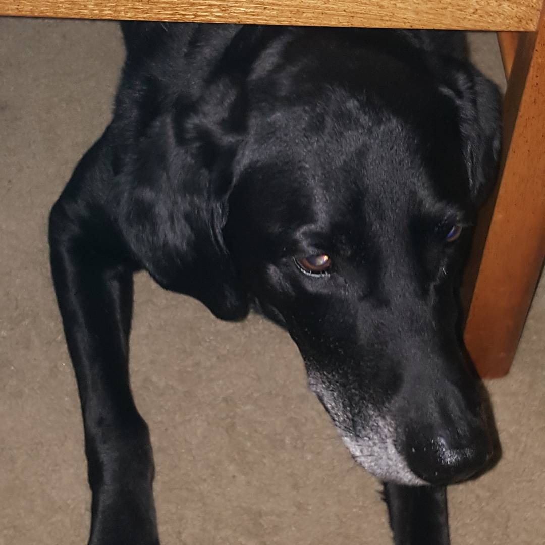 ServiceDogMac tweet picture