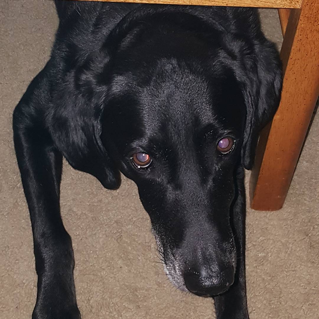 ServiceDogMac tweet picture