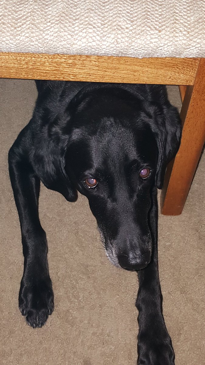 ServiceDogMac tweet picture