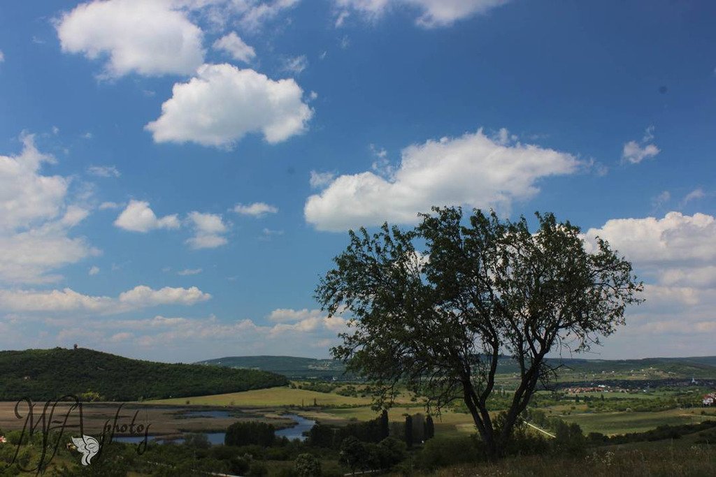thescriptbible's tweet photo. There’s a shadow over the tree, darkening the “here” while there’s blue sky and sunshine “there”, not too far. Thi… https://t.co/xAyG3IlKCy https://t.co/eimBKoNCKn