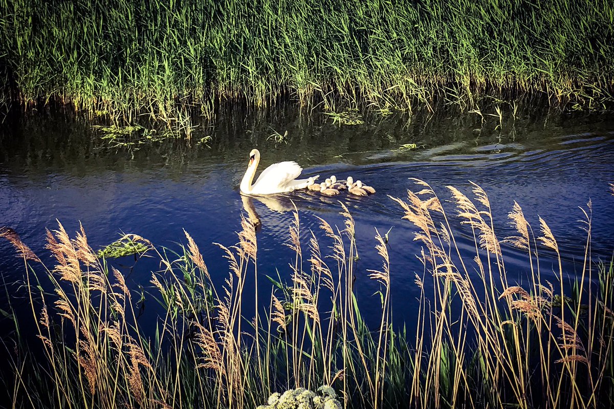 MattSmartie999's tweet photo. Lovely evening in #SuttonStJames #swan @LincsSkies @explincolnshire @looknorthBBC @BBCRadioLincs @peter_levy @BBCWthrWatchers https://t.co/69wTHHSQTi