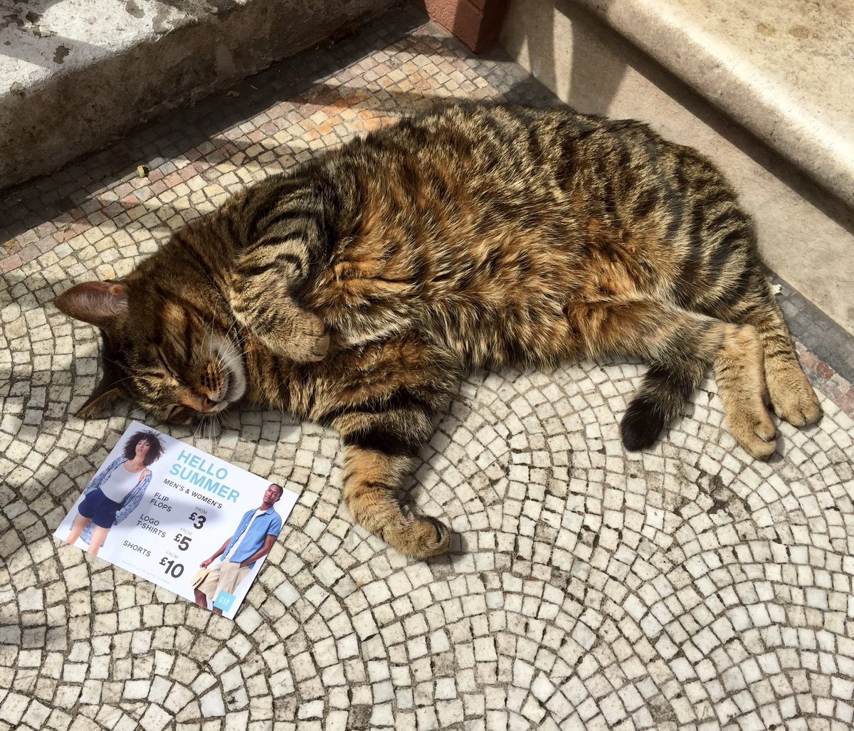CitoyenBrexile's tweet image. Hello Summer. #contentedcat