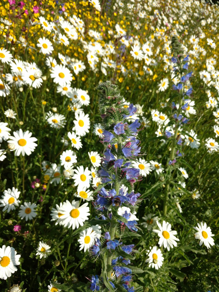dochertyr's tweet photo. @To2CWildflowers #hulmepark #hulme #Manchester #wildflowers looking amazing @GrowWildUK @kewgardens #northernflowerhouse https://t.co/w4QYIqBiND