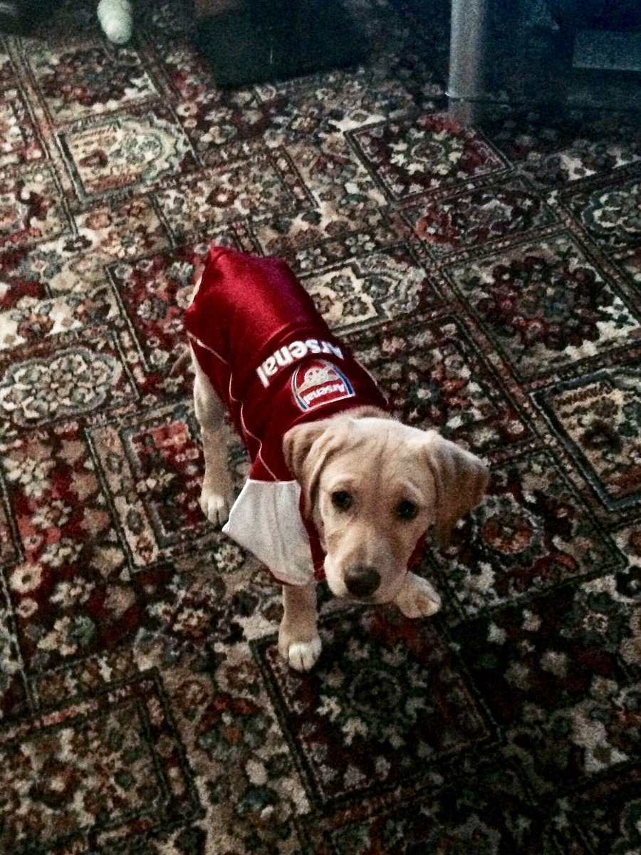 Molly celebrating her favourite team winning the FA Cup. #arsenal #YaGunnersYa #FACupFinal
