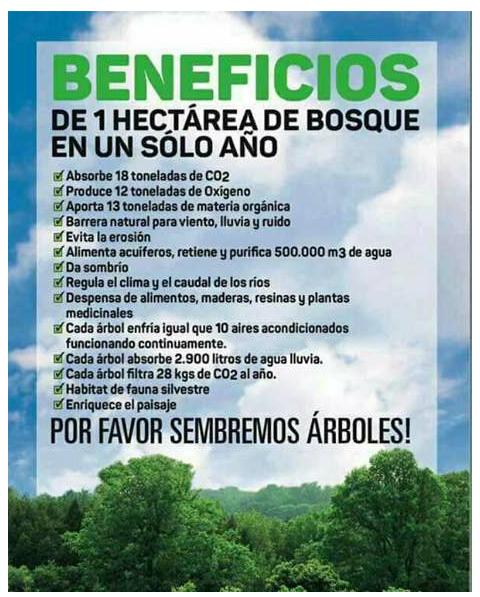 ecosolutionsO2's tweet image. Reforestar si paga# Proyecto Panamá Respira