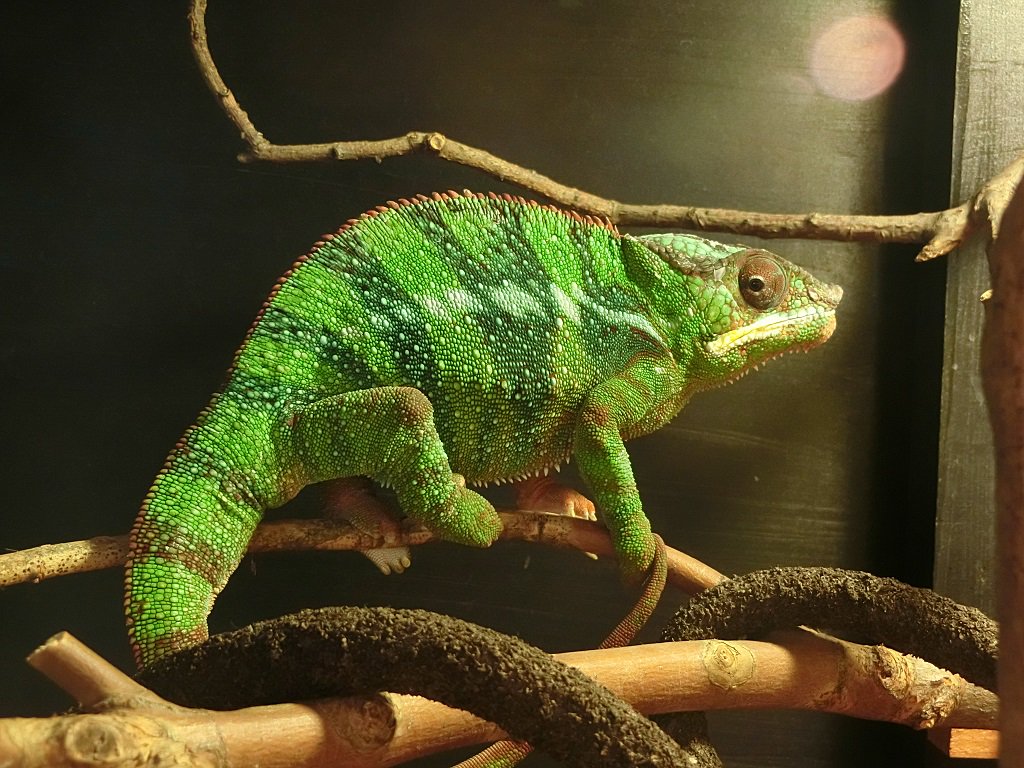 おはようございます。上野動物園です。 パンサーカメレオンが