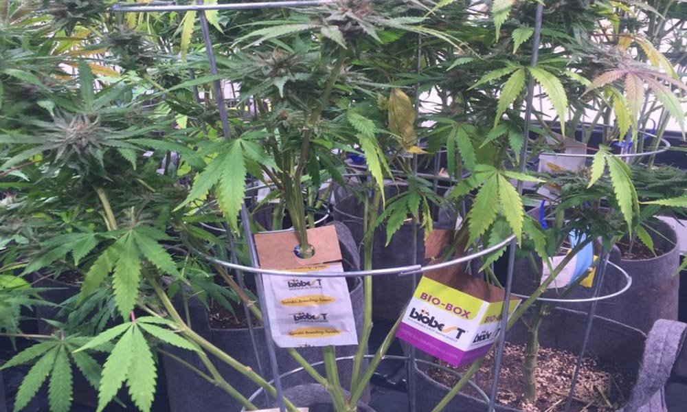 cannabist's tweet photo. Battle of the bugs: How biocontrols are used against cannabis crop pests: https://t.co/G8YQL4tr9g #AllThingsWeed #grows https://t.co/52VPvkS1lK