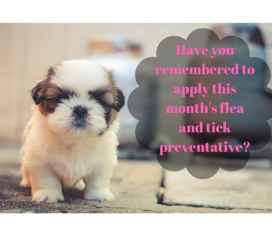 Neutricks's tweet image. Have you applied this yet? #fleandtickprevention #happyandhealthypets #monthlyapplication #dogs #pets #seniorpets
