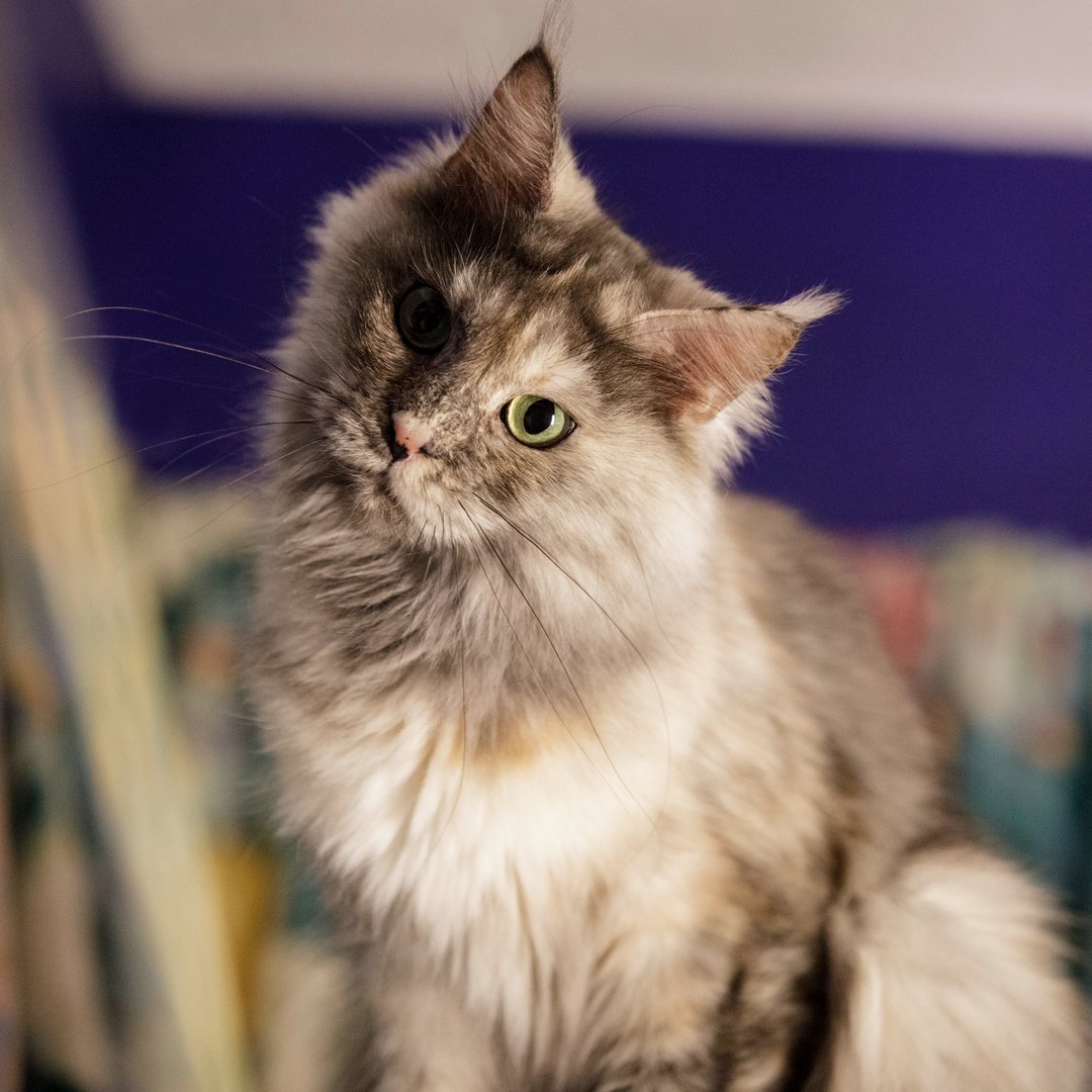 chewy clump and seal