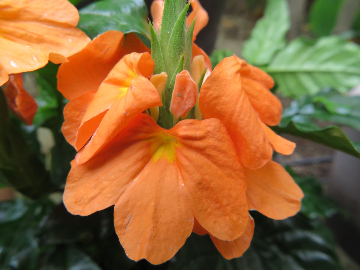ノザキ Ar Twitter 決戦の日のオレンジ色 クロッサンドラは まさにアルビオレンジ キンギョソウはティンカーベルという可愛い名前です ペチュニアでは オレンジっぽい花色はすごく珍しい ただ今 女子カーで爆走中でございます 今日やるべきことは ただひとつ