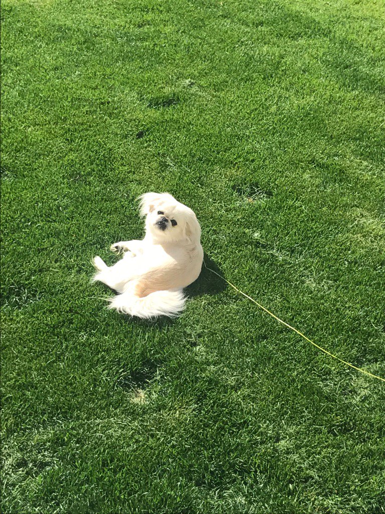 Marilyn enjoying the ☀️ sun