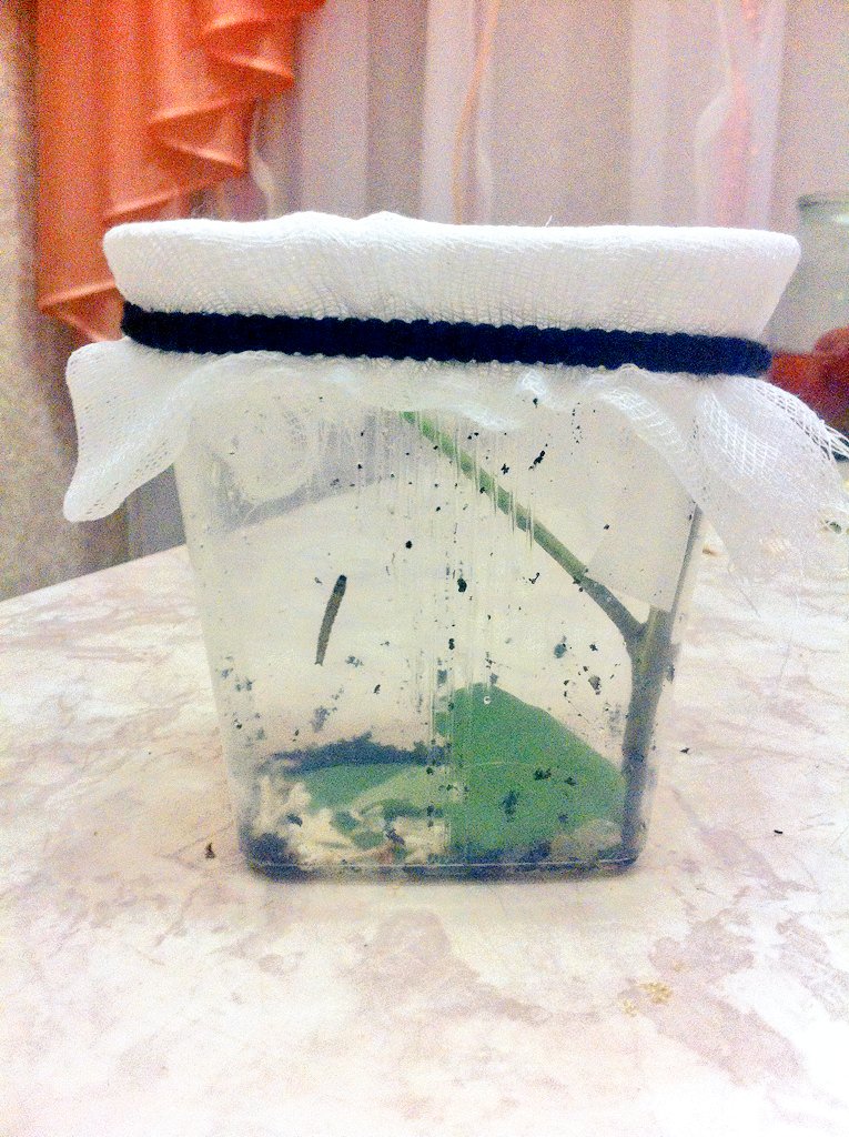 Yfii_Cipher's tweet photo. День первый - 27/05:
осваивание новых горизонтов 🐛 https://t.co/qlWYE8fUAL