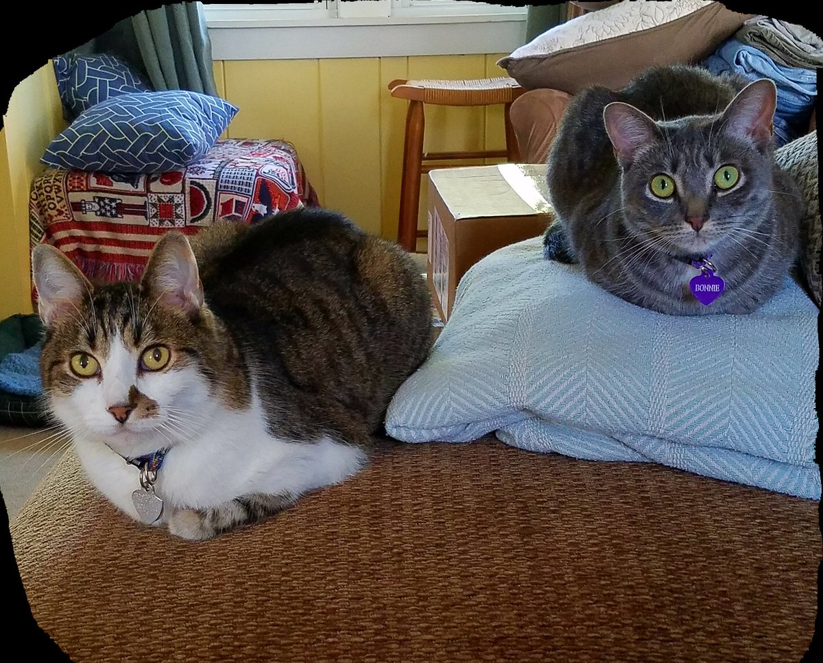 japrioli's tweet photo. #meowclaws Mom and dad are @BlueClaws and we wish we were, too! https://t.co/kvMcYvF1Zg