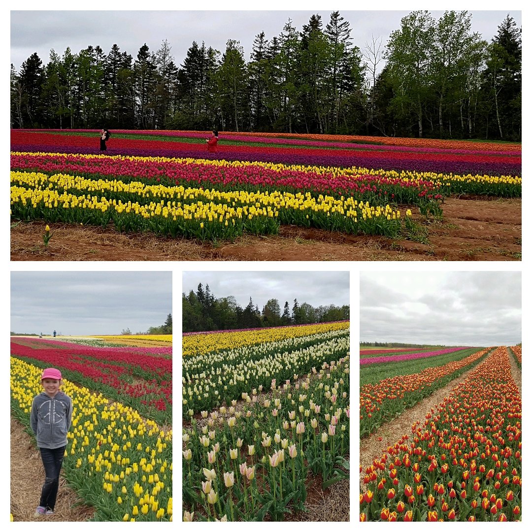 Tip toeing through the tulip fields <a href="/Vancofarms/">Vancofarms</a> #pei #plant17
