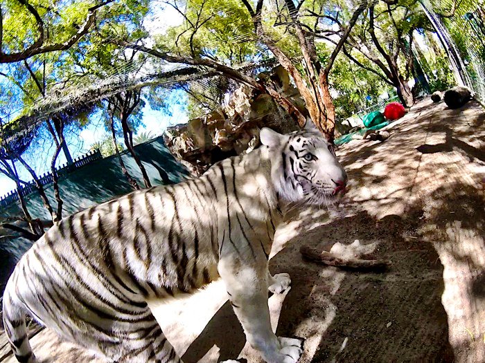 SARMOTIfdn's tweet photo. Which side do tigers have the most stripes? On the outside of course! - Maharani 🐯 https://t.co/gG9dK6jbUO
