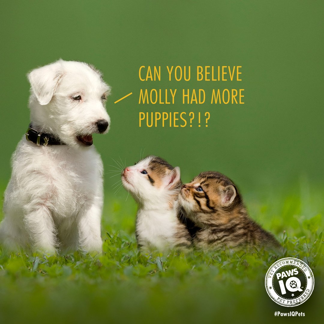 PawsIQPetCare's tweet photo. When you finally have someone to gossip with. #PawsIQ #CatTreats #DogTreats https://t.co/KF4p4USTpa