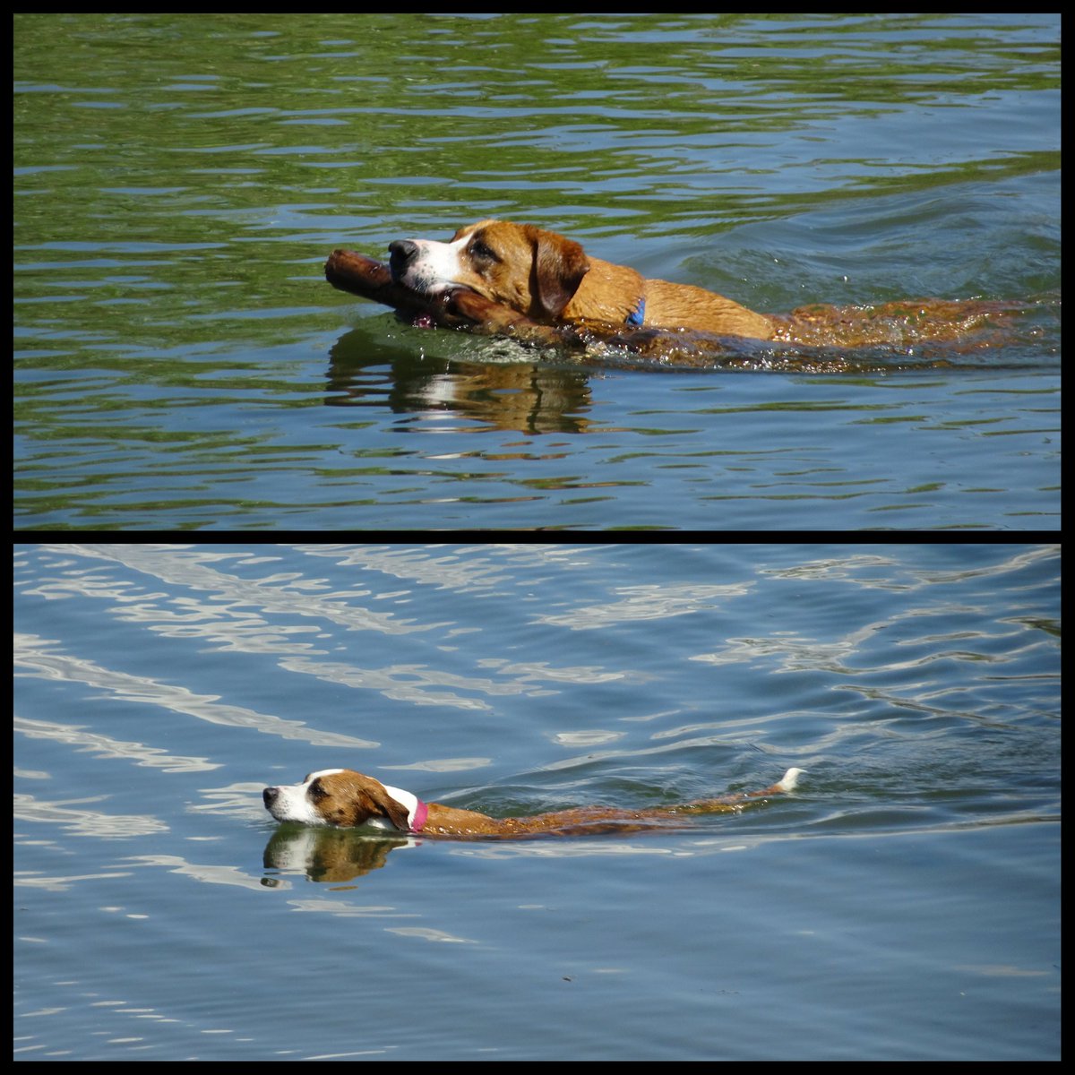 Trixie_Charlie's tweet photo. My swimming machines! #dogsoftwitter #muttnation #boxerbeagle #swimming #summer #pnw #dogslife #siblings #dogsarefamily https://t.co/OyYuTG2gPe