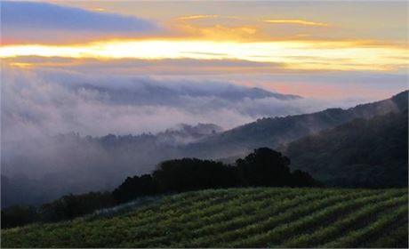 The #AuctionNapa E-Auction is now open! Bid from the comfort of your own home - eauction.auctionnapavalley.org