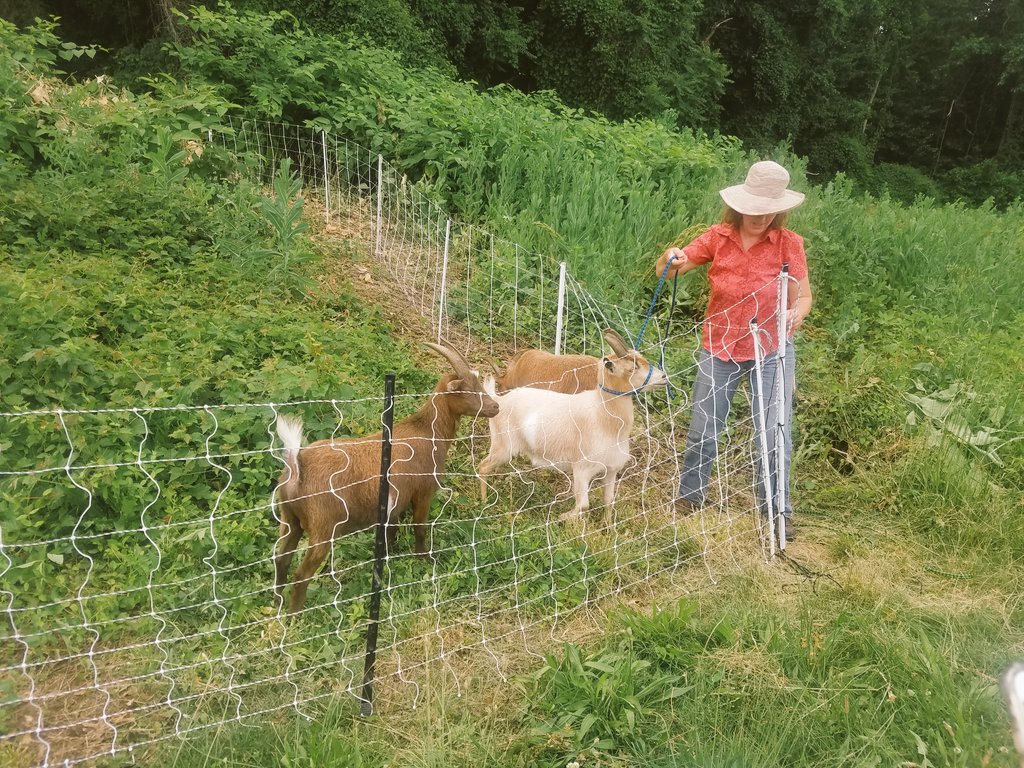 Kristi Orcutt &amp; #RVAGoats returning 2 morrow thru Oct. to #BryanPark. Goats help control invasive plants. #Sustainability