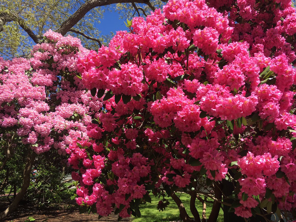 VisitCapeCod's tweet image. Absolutely gorgeous walk around @HeritageMuseums today admiring the vibrant, colorful #rhododendrons! #SpringonCapeCod is in #fullbloom! 🌸