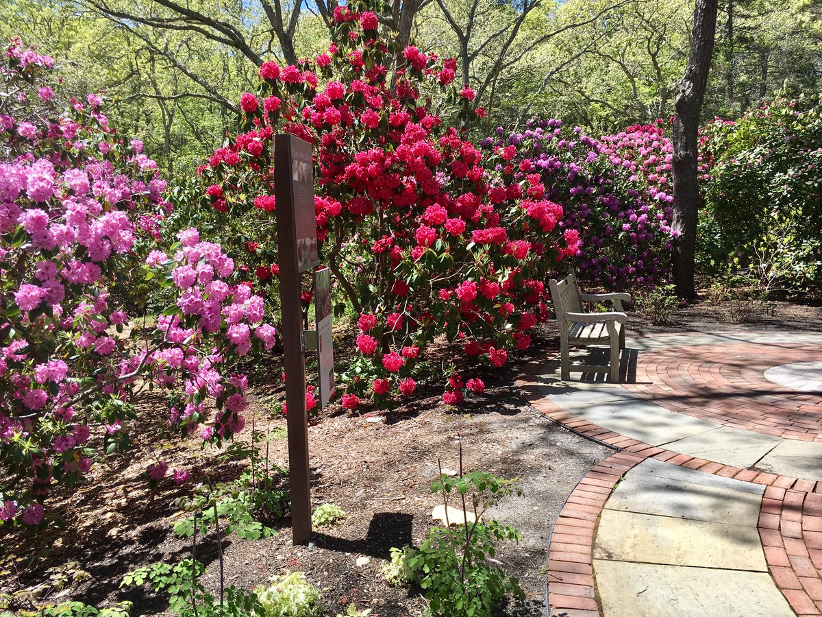 VisitCapeCod's tweet image. Absolutely gorgeous walk around @HeritageMuseums today admiring the vibrant, colorful #rhododendrons! #SpringonCapeCod is in #fullbloom! 🌸