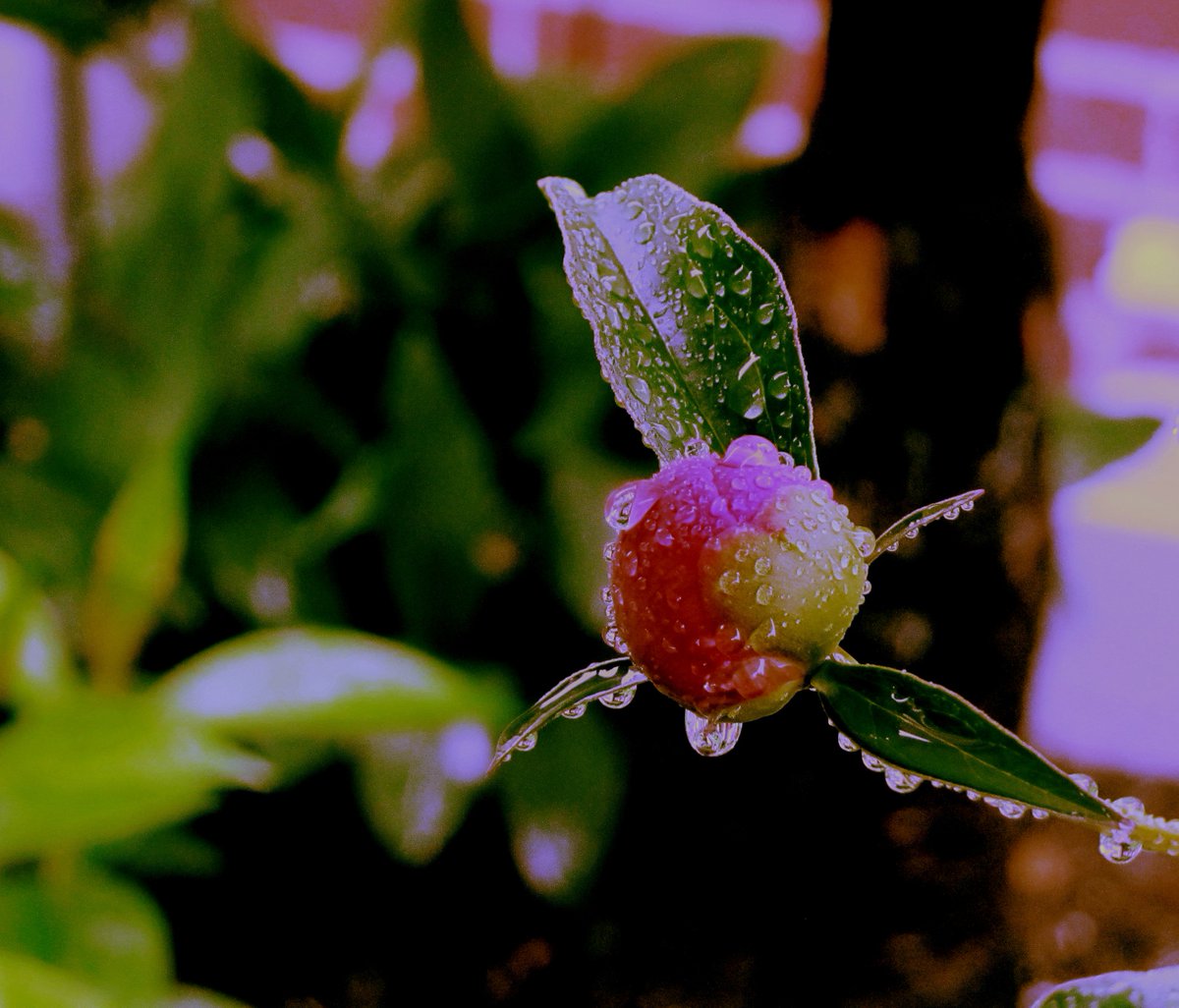 LeeYeePhoto's tweet photo. Beautiful insane in the rain~#JackKerouac "#Peony in #Rain: #LateSpring #NYC 2017" Photo: Lee Yee #nature #fashion #nyc #leeyeephotography https://t.co/miwy0sO4Rg