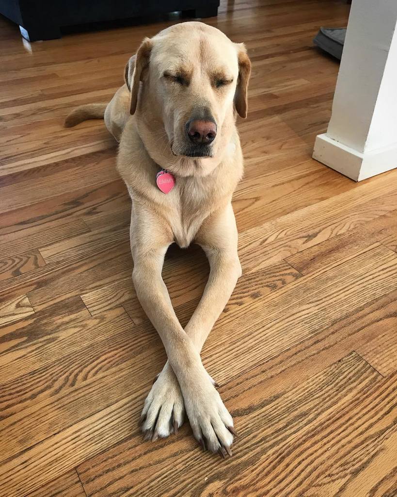 billyharris's tweet photo. It's just an amazing talent Emmy has! She sleeps while sitting up! She's also narcoleptic! #hollywood #dog #longar… https://t.co/r9HOEtyEbe https://t.co/uSRgWZFVSD