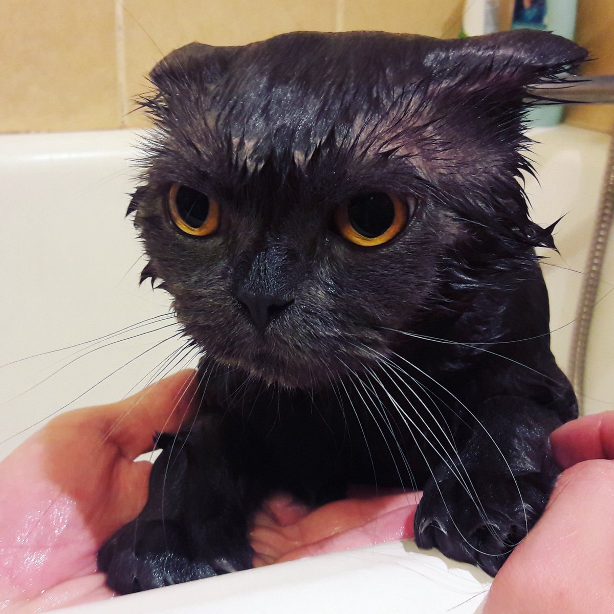 fenechka001's tweet photo. Мне кажется, или он не очень рад водным процедурам?!🦆 #безкотаижизньнета #усы #лапы #хвост #злаярожа
#купаемкота #любимыйкот #мимими https://t.co/Z7sopLUl9D