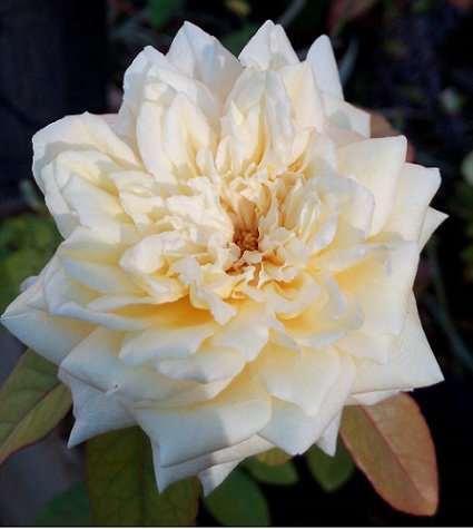 Willpray_Foryou's tweet photo. A thoughtful, gracious sweet You is irresistible! Genuine #love &amp; concern need not be bundled with physical intimacy! 
      ~#creamrose msg https://t.co/PcBspWwCm9