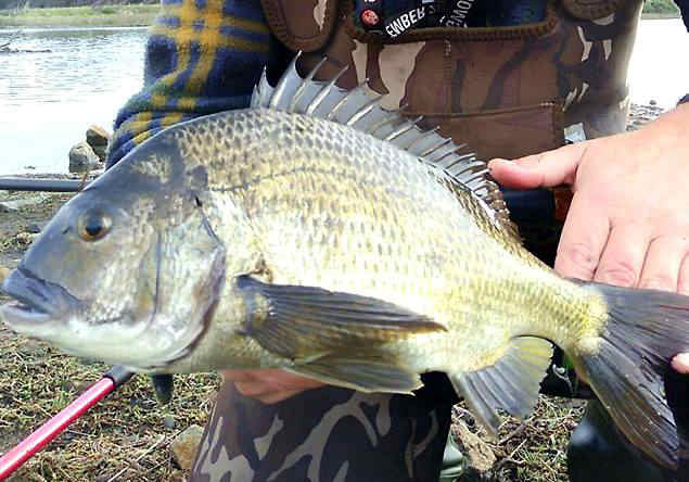 Messiah Fishing tweet media