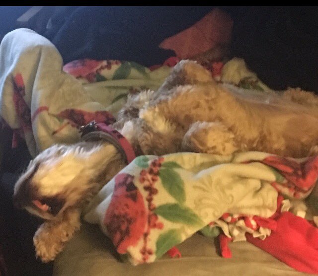 LibbsLife's tweet image. I'm a real party animal! @cheryl80lynn @SaraLizzy  @chasinglight @DamageContrl