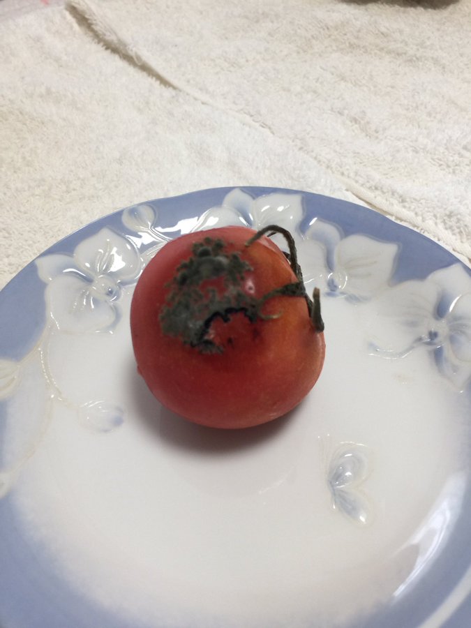 トマトにカビが生えたけど食べられる その答えと理由を調べてみた みからもち