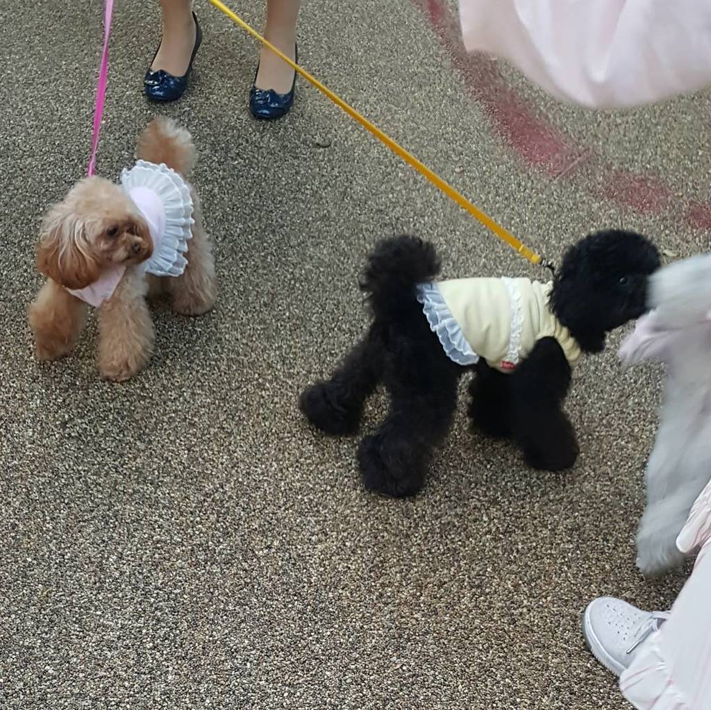 theprovenance's tweet photo. #dogsoftokyo https://t.co/UonVhHZh8C https://t.co/384zRCRyeR